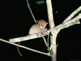 Buy Spectral Tarsier at Night, Sabah, Malaysia, Island of Borneo, Southeast Asia at AllPosters.com