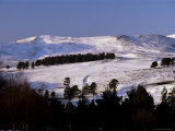 Buy Pines on Winter Hillside, Cairngorm Mountains, Deeside, Highland Region, Scotland at AllPosters.com