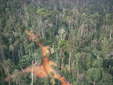 Buy Logging Road Through Rainforest, Brazil, South America at AllPosters.com
