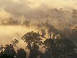 Buy Rain Forest, Borneo, Southeast Asia at AllPosters.com