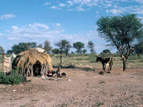 Buy Bushmen, Kalahari, Botswana, Africa at AllPosters.com