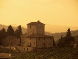 Farms and Vines, Tuscany, Italy