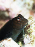 Buy Goby Lives in Holes in Coral, Aldabra, Seychelles, Indian Ocean, Africa at AllPosters.com