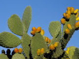 Buy Prickly Pear Cactus, Lower Slopes, Mount Etna, Sicily, Italy at AllPosters.com