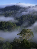 Buy Canopy of Virgin Dipterocarp Rainforest, Danum Valley Conservation Area, Sabah, Island of Borneo at AllPosters.com