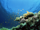 Sunlit Reef Top with Hard Corals and Anthias, Red Sea, Egypt, North Africa, Africa
