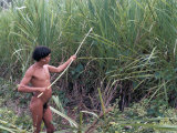 Buy Yanomami Indian Collecting Reed for Arrows, Brazil, South America at AllPosters.com