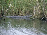 Alligator at Anhinga Trail, Everglades, Florida, USA