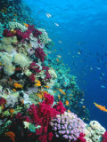 Buy Huge Biodiversity in Living Coral Reef, Red Sea, Egypt at AllPosters.com