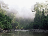 Buy Rainforest, Danum Valley, Sabah, Malaysia, Island of Borneo, Southeast Asia at AllPosters.com