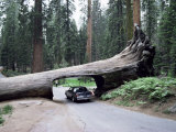 Buy Tunnel Log, 275 Ft Long, Which Fell in 1937, Sequoia National Park at AllPosters.com