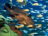Buy Coral Grouper Hangs Motionless as It Awaits Small Fish Prey, Simian Islands, Southeast Asia at AllPosters.com