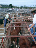 Buy West District Bred Female Cattle at Breeders Sale, Mortlake, Victoria, Australia at AllPosters.com