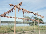 Buy Wild Boar Meat Hanging to Dry, Diararum Xingu National Park, Brazil, South America at AllPosters.com