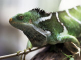 Buy Fijian Crested Iguana, Endemic to Fiji, Brachylophus Vitiensis, Kulu Wildlife Park at AllPosters.com
