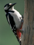 Buy Greater Spotted Woodpecker (Dendrocopos Major), Finland, Scandinvia at AllPosters.com