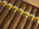 Close-Up of Limited Edition Cigars in a Box, Cohiba, Havana, Cuba, West Indies, Central America