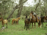 Buy Chasing and Catching Brumbies (Wild Bush Horses), Victoria, Australia at AllPosters.com