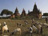Herd of Goats Grazing in Front of Temples in the Bagan (Pagan) Archaeological Zone, Myanmar (Burma)