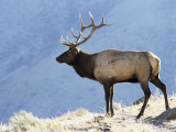 Elk, Yellowstone National Park, Wyoming, USA