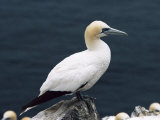 Gannet Perched on Rock, Bass Rock, East Lothian, Scotland, United Kingdom