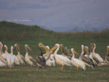 Group of Pelicans Resting on the Ground at Dusk, Galilee Panhandle, Middle East