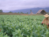 Buy Tobacco Harvest, Vinales Valley, Pinar Del Rio Province, Cuba, West Indies, Central America at AllPosters.com