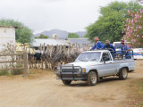 Ostrich Farm in Oudtshoorn, Little Karoo, South Affrica