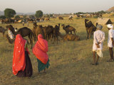 Camel and Cattle Fair for Semi Nomadic Tribes, Pushkar Mela, Pushkar, Rajasthan State, India