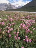 Buy At the Border to China, Karakoam Highway, Pamir, Pakistan at AllPosters.com