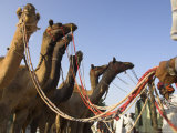 Camels at the Pushkar Mela, the Camel and Cattle Fair for Semi Nomadic Tribes, Pushkar, India