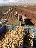 Buy Potato Harvest, Bekaa Valley, Lebanon, Middle East at AllPosters.com