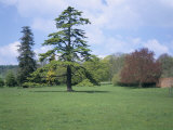 Buy Cedar, Deodar Tree, Croft Castle, Herefordshire, England, United Kingdom at AllPosters.com