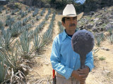 Buy Tequila Plantation Worker, Mexico, North America at AllPosters.com