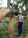 Buy Old Cork Oak is Stripped, Sardinia, Italy at AllPosters.com