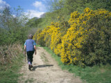 Buy Gorse in Bloom and Walker, Croft, Herefordshire, England, United Kingdom at AllPosters.com