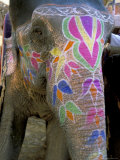 Decorated Elephant at the Amber Fort, Jaipur, Rajasthan State, India