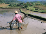 Farmer Ploughing Flooded Rice Field, Central Area, Island of Bali, Indonesia, Southeast Asia