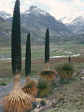 Buy Catac National Park, Andes Mountains, Peru, South America at AllPosters.com