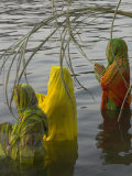 Buy Three Women Pilgrims in Saris Making Puja Celebration in the Pichola Lake at Sunset, Udaipur, India at AllPosters.com