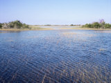 Buy Everglades, Florida, USA at AllPosters.com