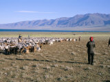 Flock of Goats, Uureg Nuur Lake, Uvs Province, Mongolia, Central Asia