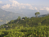 Buy Singtom Tea Garden, Snowy and Cloudy Kandchengzonga Peak in Background, Darjeeling, Himalayas at AllPosters.com