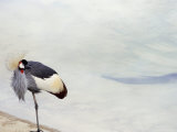 Crane, Santa Barbara Zoo, California, USA