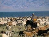Rounding up Flocks, Uureg Nuur Lake, Uvs, Mongolia, Central Asia