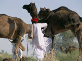 Camel Man and His Camels, Thar Desert, Rajasthan State, India
