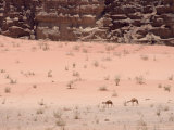 Camels in Desert Scenery, Wadi Rum, Jordan, Middle East
