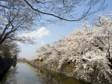 Cherry Blossoms, Matsumoto Castle, Matsumoto City, Nagano Prefecture, Honshu Island, Japan