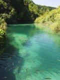 Small Fish in Turquoise Lake, Plitvice Lakes National Park, Unesco World Heritage Site, Croatia