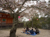 Pagoda at Itsukushima Jinja Shrine, Spring Cherry Blossoms, Miyajima Island, Honshu Island